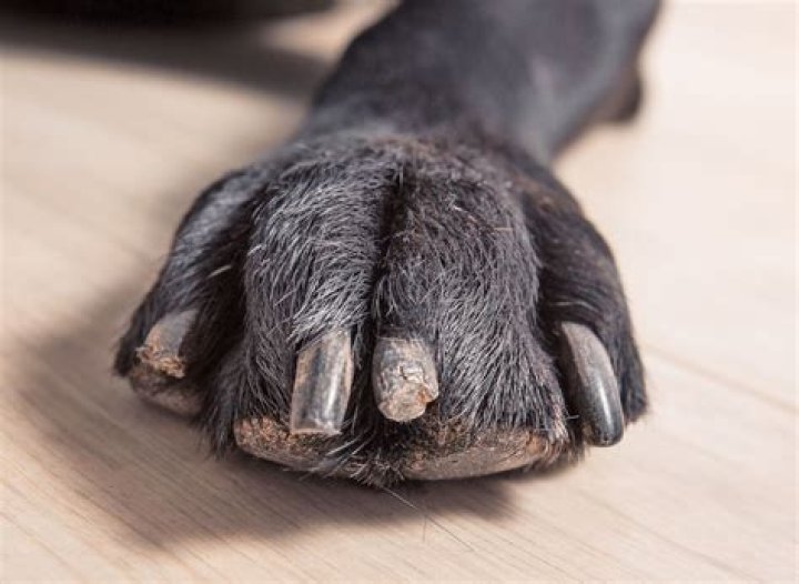 Why does my dog guard socks?