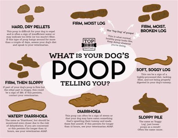 Why does my dog look at me when I poop?