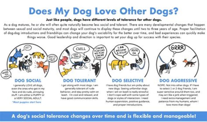 Why does my dog not want to be around me anymore?