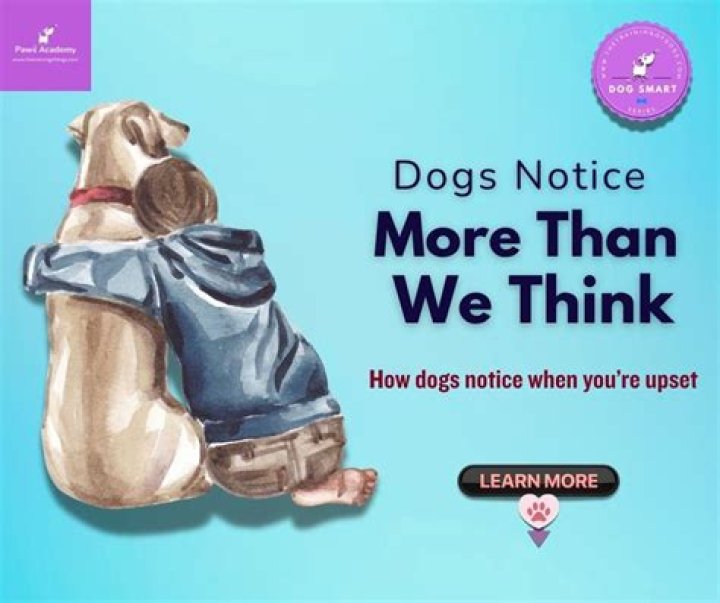 Why does my dog react when I cry?