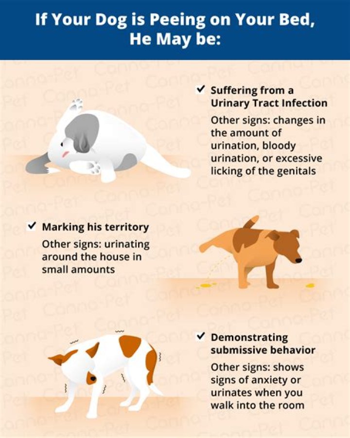 Why does my dog run after peeing?