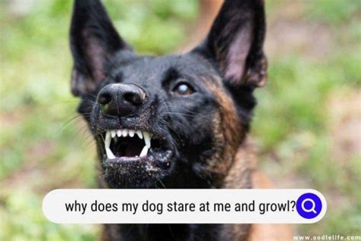 Why does my dog show me his teeth?