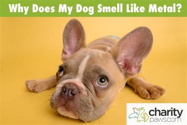 Why does my dog smell my eyeball?