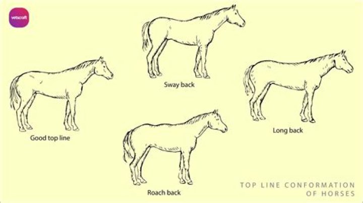 Why does my horse buck when I lunge him?