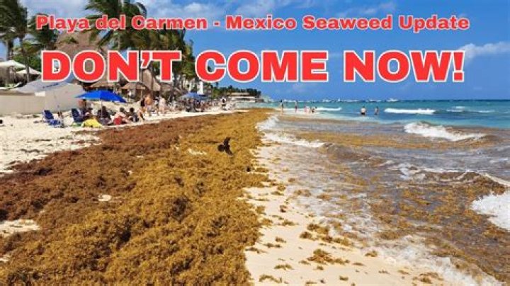 Why does Playa del Carmen smell?