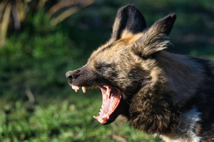 Why is a hyena bite so strong?