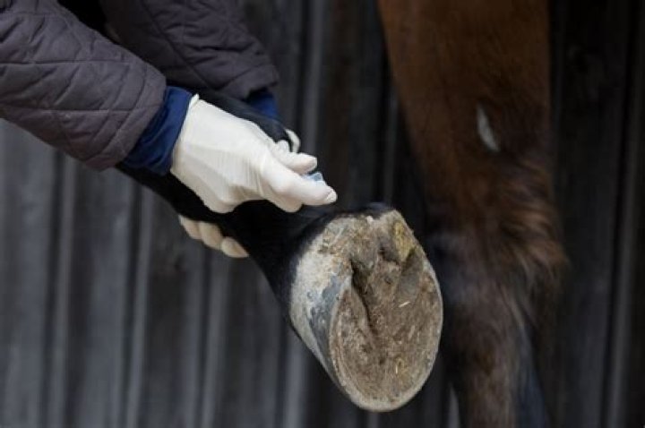 Why is beet pulp good for horses?