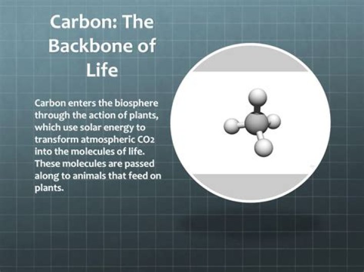 Why is carbon the backbone of organic molecules?