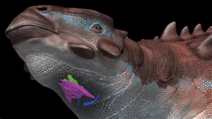 Why is it called a Michelin star?