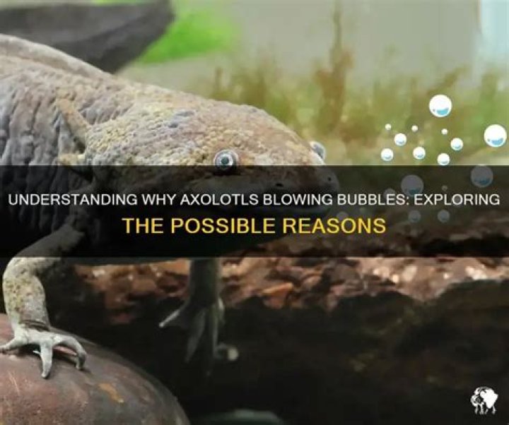 Why is my axolotl blowing bubbles?