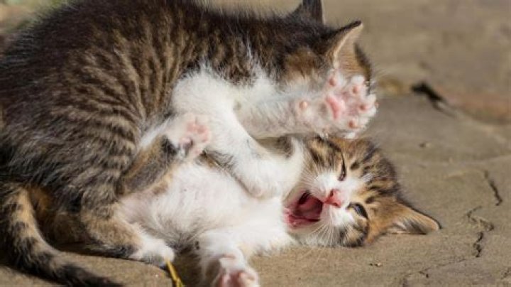 Why is my cat being extra cuddly?