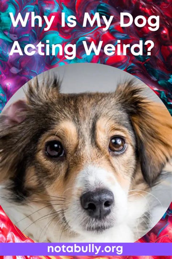 Why is my dog acting weird tonight?