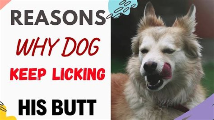 Why is my dog licking his inner thigh?