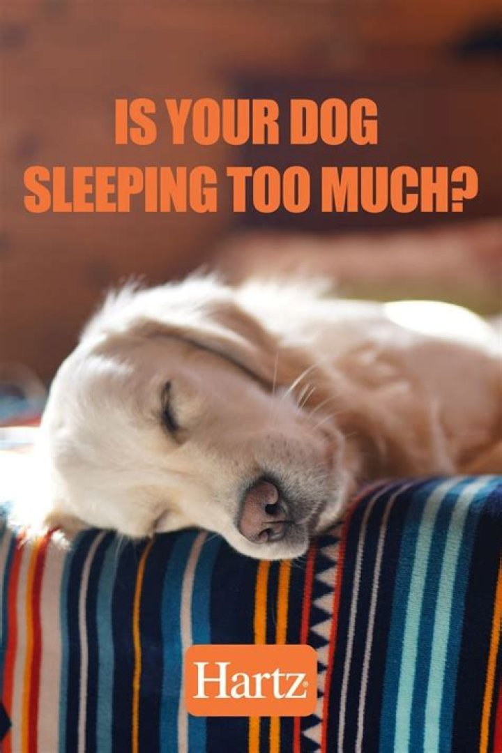 Why is my dog sleeping so much?