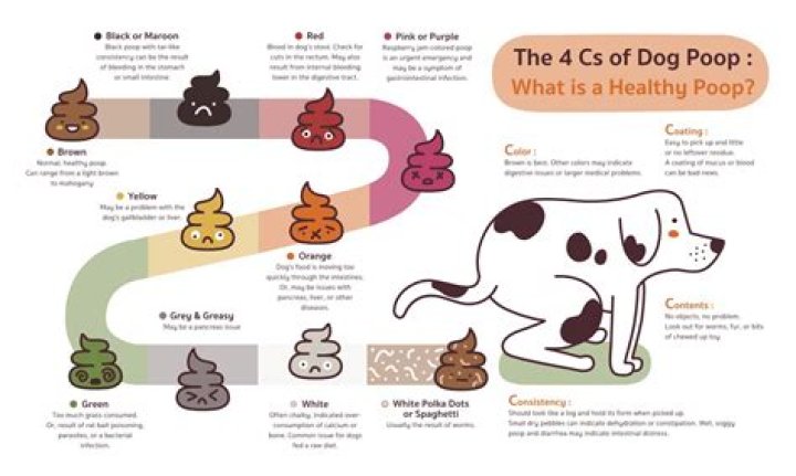 Why is my dogs poop white?