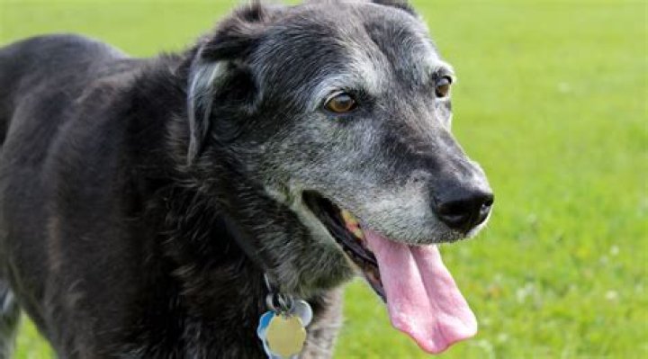 Why is my elderly dog pacing?
