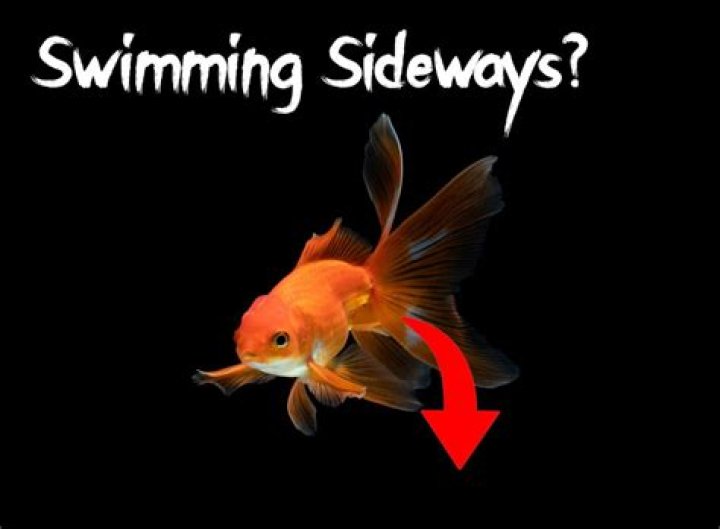 Why is my fish floating sideways?