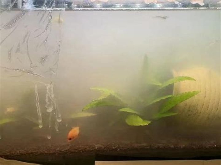 Why is my fish tank cloudy after 1 day?