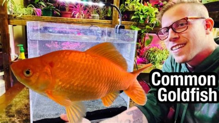 Why is my goldfish laying on the bottom?