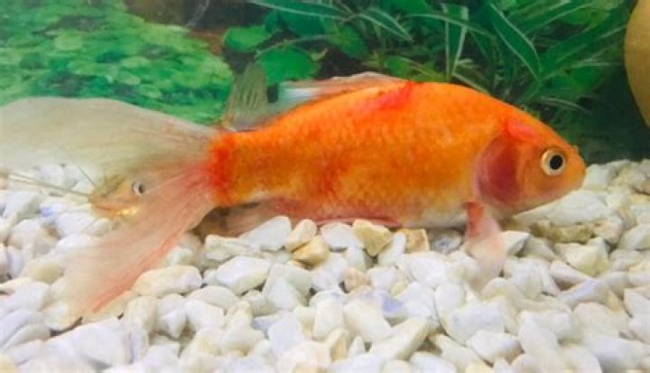 Why is my goldfish turning red?