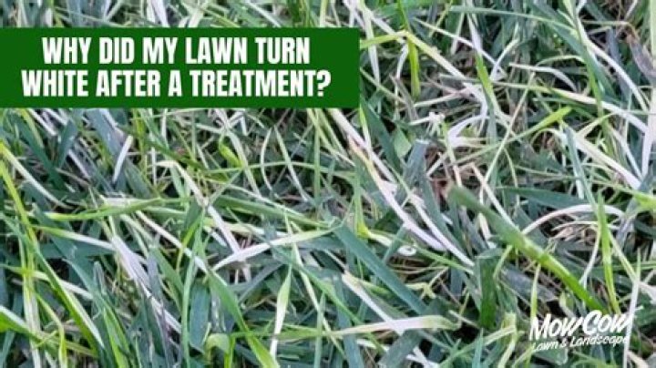 Why is my lawn stripes after fertilizing?