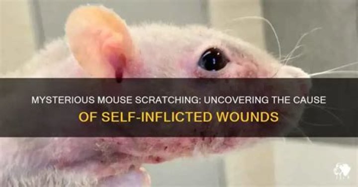 Why is my pet mouse scratching until it bleeds?
