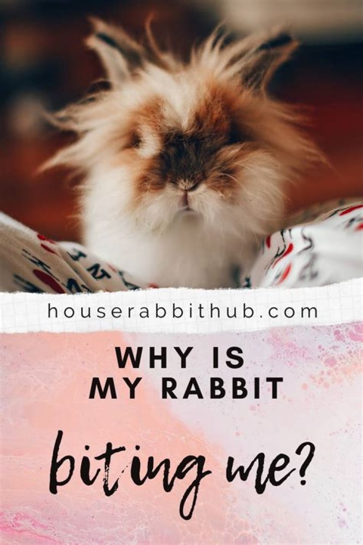 Why is my rabbit biting me?