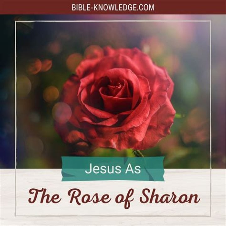 Why is the rose of Sharon called that?
