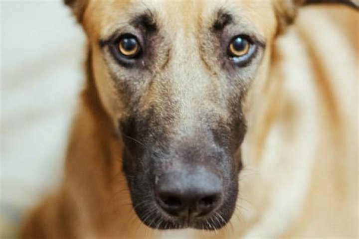 Why is there a wet spot when my dog gets up?