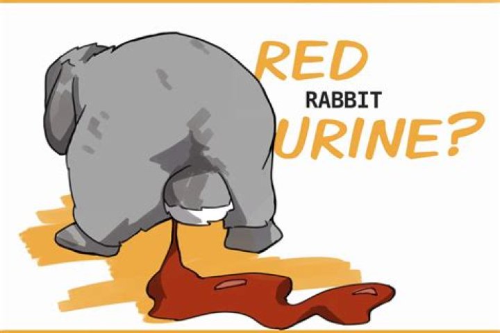 Why rabbit urine is red?