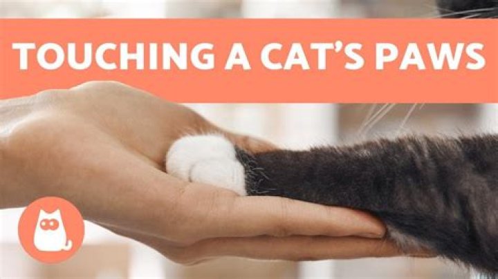 Why won't my cat let me touch his paws?
