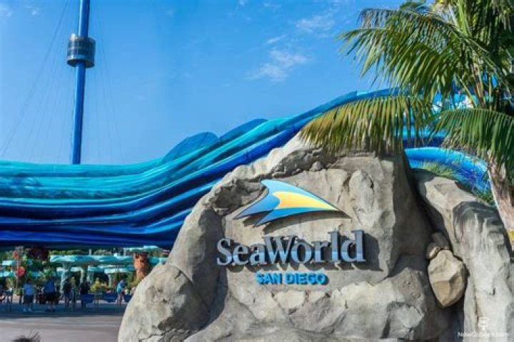 Why you shouldn't go to SeaWorld?