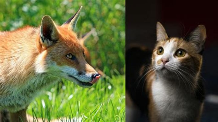 Will a fox hurt a cat?