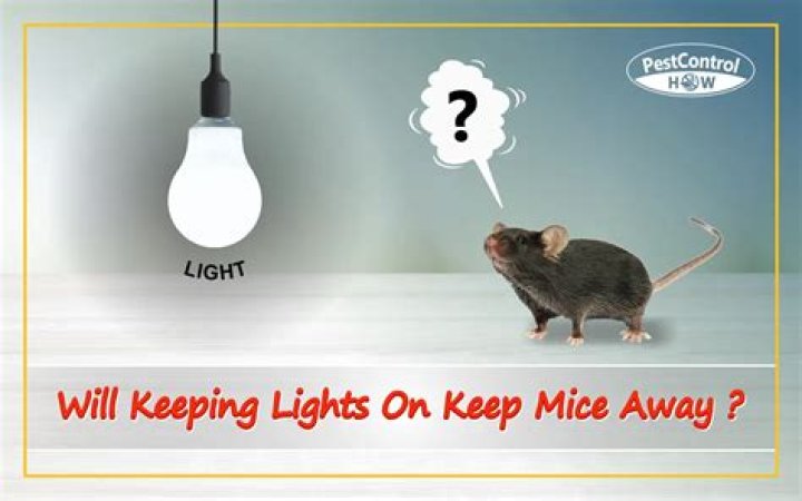 Will keeping lights on keep mice away?