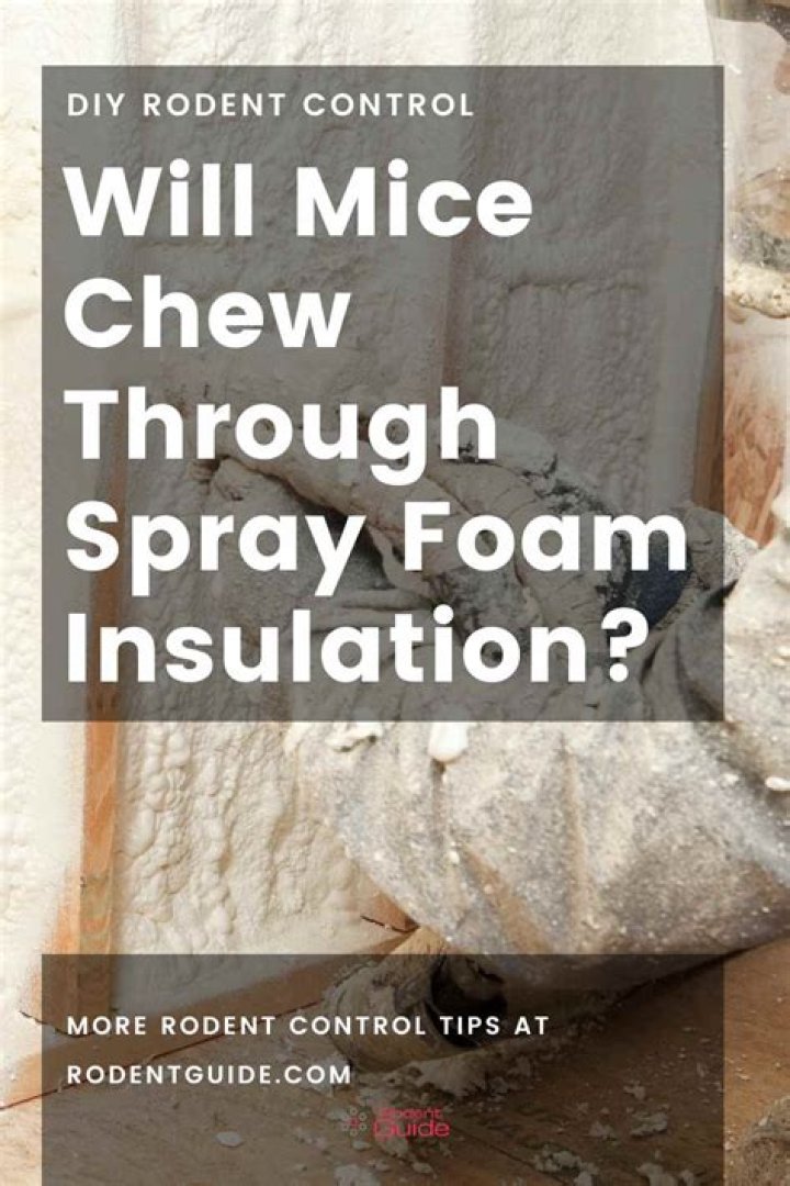 Will mice chew through spray foam?