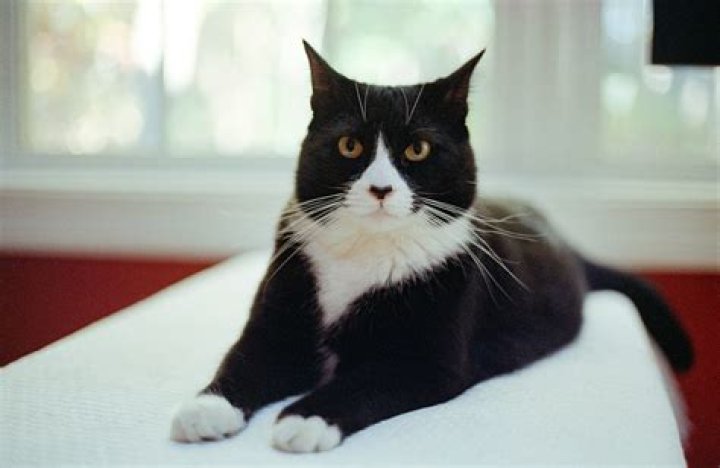 Will peppermint deter cats?