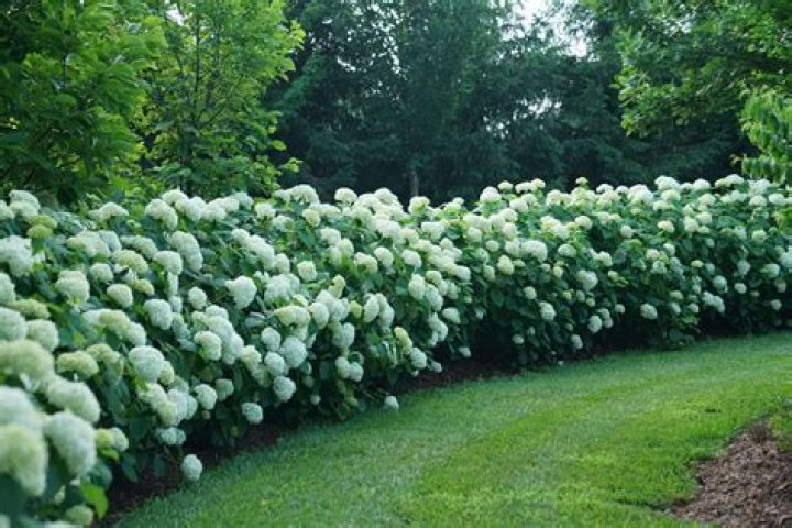 Will potted hydrangeas come back every year?