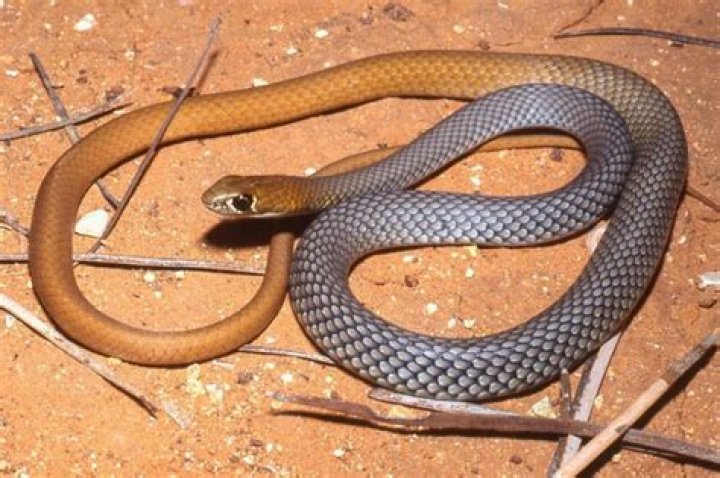 Will snakes eat if they are sick?