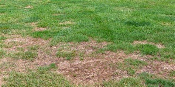 Will spilled gasoline kill grass?