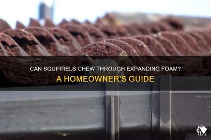 Will squirrels chew through expanding foam?