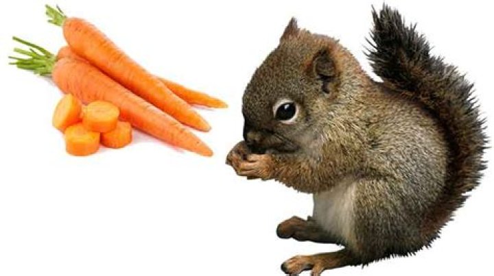 Will squirrels eat carrots?