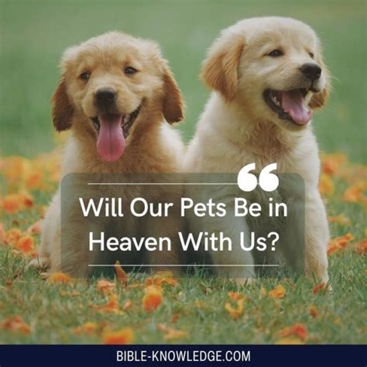 Will there be dogs in heaven?