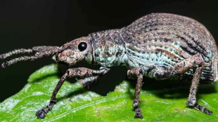 Will weevils make you sick?
