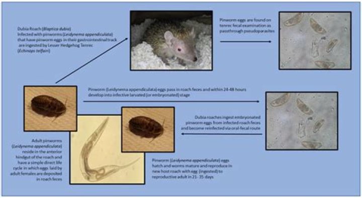 Would pinworms be moving in poop?